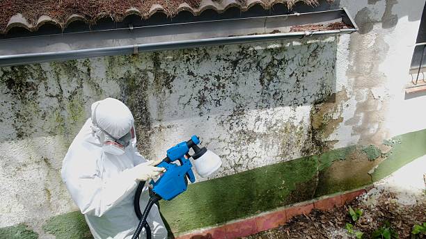 Top rated local Mold Removal specialists in Dublin, GA